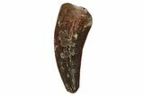 Raptor Tooth - Real Dinosaur Tooth #234941-1